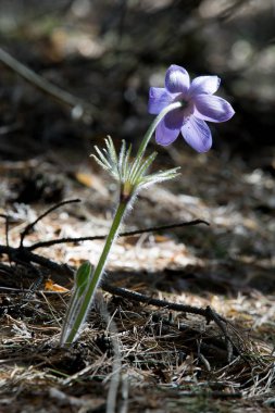 Bahar manzara. Çiçekleri içinde belgili tanımlık vahşi. Bahar çiçek Pulsatilla. Pasque çiçek ya da pasqueflower, Rüzgar çiçek, çayır bitkisi, Paskalya çiçek ve çayır anemone ortak adları dahil. 