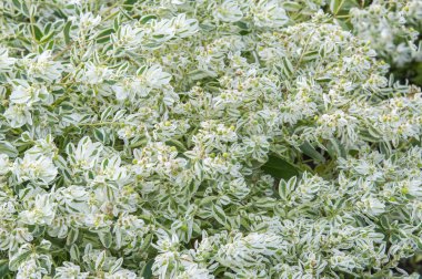 Doku arka plan. Snow-on-the-mountain, çayır üzerinde duman, alacalı spurge veya beyaz açılımına spurge bilinen Atatürk marginata küçük bir yıllık spurge ailesindeki alınır