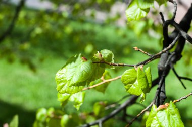 Arka plan resmi, bahar peyzaj, ağaçlar ilk yaprak dokusu