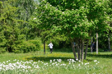Bahar kentsel peyzaj. Şehir parkları. büyük şehir parkı yeşil çim alanı. güzel sabah ışık yeşil çim sahası ile kamu parki