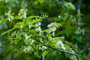 Bahar tebrik kartı, çiçeği kuş kiraz. Bir kaplumbağa şube Close-up parlak gökyüzü karşı yaktı. Kuş-kiraz ağaç izole çiçeklenme. kuş kiraz içinde güneşli çiçekler gün, yakın çekim