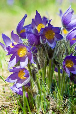 Bahar manzara. Çiçekleri içinde belgili tanımlık vahşi. Bahar çiçek Pulsatilla. Pasque çiçek ya da pasqueflower, Rüzgar çiçek, çayır bitkisi, Paskalya çiçek ve çayır anemone ortak adları dahil. 