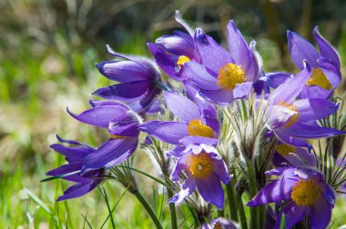 Bahar manzara. Çiçekleri içinde belgili tanımlık vahşi. Bahar çiçek Pulsatilla. Pasque çiçek ya da pasqueflower, Rüzgar çiçek, çayır bitkisi, Paskalya çiçek ve çayır anemone ortak adları dahil. 