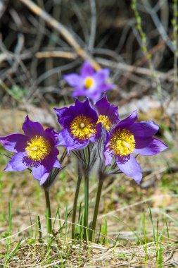Bahar manzara. Çiçekleri içinde belgili tanımlık vahşi. Bahar çiçek Pulsatilla. Pasque çiçek ya da pasqueflower, Rüzgar çiçek, çayır bitkisi, Paskalya çiçek ve çayır anemone ortak adları dahil. 