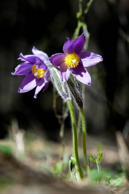 Bahar manzara. Çiçekleri içinde belgili tanımlık vahşi. Bahar çiçek Pulsatilla. Pasque çiçek ya da pasqueflower, Rüzgar çiçek, çayır bitkisi, Paskalya çiçek ve çayır anemone ortak adları dahil. 