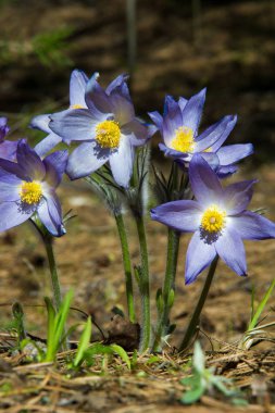 Bahar manzara. Çiçekleri içinde belgili tanımlık vahşi. Bahar çiçek Pulsatilla. Pasque çiçek ya da pasqueflower, Rüzgar çiçek, çayır bitkisi, Paskalya çiçek ve çayır anemone ortak adları dahil. 