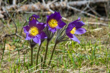 Bahar manzara. Çiçekleri içinde belgili tanımlık vahşi. Bahar çiçek Pulsatilla. Pasque çiçek ya da pasqueflower, Rüzgar çiçek, çayır bitkisi, Paskalya çiçek ve çayır anemone ortak adları dahil. 
