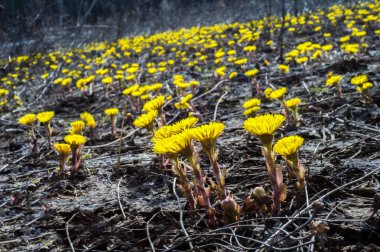 Coltsfoot bilinen Tussilago farfara bitki papatya ailesindeki groundsel kabile bir bitkidir