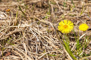 Coltsfoot bilinen Tussilago farfara bitki papatya ailesindeki groundsel kabile bir bitkidir