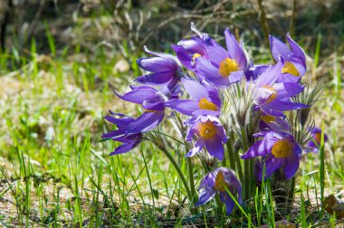 Bahar manzara. Çiçekleri içinde belgili tanımlık vahşi. Bahar çiçek Pulsatilla. Pasque çiçek ya da pasqueflower, Rüzgar çiçek, çayır bitkisi, Paskalya çiçek ve çayır anemone ortak adları dahil. 