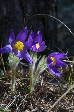 Bahar manzara. Çiçekleri içinde belgili tanımlık vahşi. Bahar çiçek Pulsatilla. Pasque çiçek ya da pasqueflower, Rüzgar çiçek, çayır bitkisi, Paskalya çiçek ve çayır anemone ortak adları dahil. 