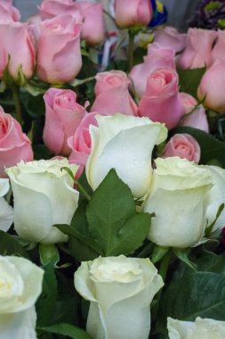 Bir buket gül fotoğraf. Bir dikenli çalı veya genellikle kırmızı, pembe, sarı veya beyaz güzel kokulu çiçekler, kuzey ılıman bölgelere yerli ayılar çalı. 