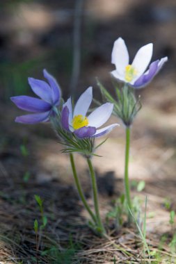 Bahar manzara. Çiçekleri içinde belgili tanımlık vahşi. Bahar çiçek Pulsatilla. Pasque çiçek ya da pasqueflower, Rüzgar çiçek, çayır bitkisi, Paskalya çiçek ve çayır anemone ortak adları dahil. 