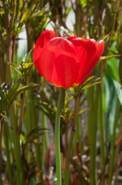 Arka plan doku, desen. Bahar manzara, kırmızı laleler