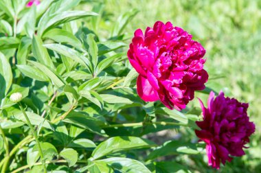 Çiçekler peonies. uzun onun gösterişli çiçekler için ekili olmuştur bir otsu ya da çalı bitki kuzey ılıman bölgelerin.