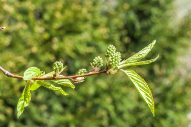 Arka plan resmi, bahar peyzaj, ağaçlar ilk yaprak dokusu