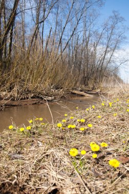 Coltsfoot bilinen Tussilago farfara bitki papatya ailesindeki groundsel kabile bir bitkidir