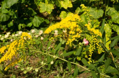 Solidago, goldenrods, yaygın olarak adlandırılan bir tür Aster, bitki ailesindeki çiçekli bitki cinsidir. Bunların çoğu çok yıllık otsu türler açık yerlerde bulundu