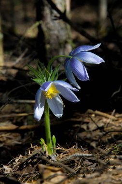 Bahar manzara. Çiçekleri içinde belgili tanımlık vahşi. Bahar çiçek Pulsatilla. Pasque çiçek ya da pasqueflower, Rüzgar çiçek, çayır bitkisi, Paskalya çiçek ve çayır anemone ortak adları dahil. 