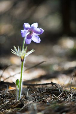 Bahar manzara. Çiçekleri içinde belgili tanımlık vahşi. Bahar çiçek Pulsatilla. Pasque çiçek ya da pasqueflower, Rüzgar çiçek, çayır bitkisi, Paskalya çiçek ve çayır anemone ortak adları dahil. 