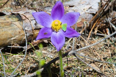 Bahar manzara. Çiçekleri içinde belgili tanımlık vahşi. Bahar çiçek Pulsatilla. Pasque çiçek ya da pasqueflower, Rüzgar çiçek, çayır bitkisi, Paskalya çiçek ve çayır anemone ortak adları dahil. 