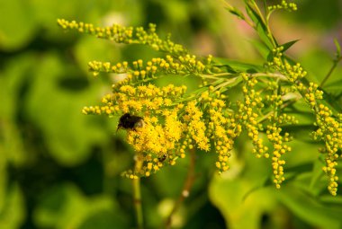 Solidago, goldenrods, yaygın olarak adlandırılan bir tür Aster, bitki ailesindeki çiçekli bitki cinsidir. Bunların çoğu çok yıllık otsu türler açık yerlerde bulundu