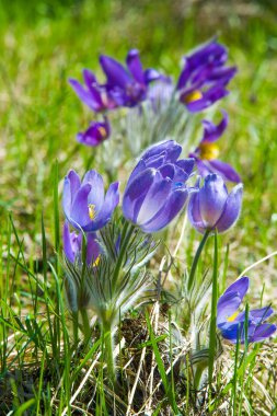 Bahar manzara. Çiçekleri içinde belgili tanımlık vahşi. Bahar çiçek Pulsatilla. Pasque çiçek ya da pasqueflower, Rüzgar çiçek, çayır bitkisi, Paskalya çiçek ve çayır anemone ortak adları dahil. 