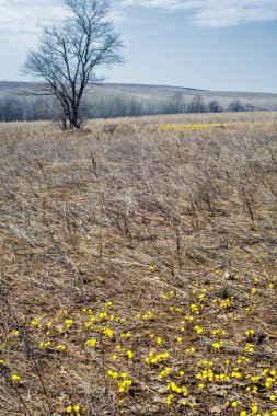 Coltsfoot bilinen Tussilago farfara bitki papatya ailesindeki groundsel kabile bir bitkidir