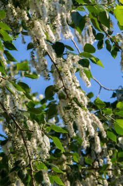 Yaz manzara. Kavak kabartmak. Kavak kabartmak alerji için sorumlu değil, yaz kavak kabartmak ile başlar. Sihirli kavak. Gizemli kavak kabartmak