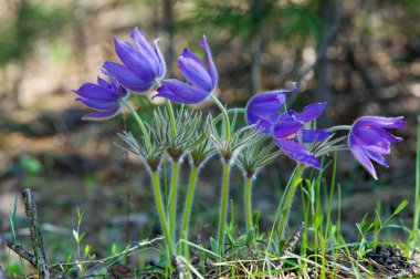 Bahar manzara. Çiçekleri içinde belgili tanımlık vahşi. Bahar çiçek Pulsatilla. Pasque çiçek ya da pasqueflower, Rüzgar çiçek, çayır bitkisi, Paskalya çiçek ve çayır anemone ortak adları dahil. 