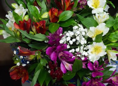 Alstroemeria yaygın olarak bulunan Perulu lily veya İnka, lily olarak adlandırılan, çiçekli bitkiler Alstroemeriaceae ailesindeki bir cinsidir.