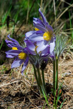 Bahar manzara. Çiçekleri içinde belgili tanımlık vahşi. Bahar çiçek Pulsatilla. Pasque çiçek ya da pasqueflower, Rüzgar çiçek, çayır bitkisi, Paskalya çiçek ve çayır anemone ortak adları dahil. 
