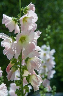 Ebegümeci çiçekler. kıllı kaynaklanıyor, pembe ya da mor çiçekler ve disk şeklinde meyve otsu bir bitki. Birkaç tür süsbitkileri yetiştirilen ve bazı yemeklik.