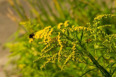 Solidago, goldenrods, yaygın olarak adlandırılan bir tür Aster, bitki ailesindeki çiçekli bitki cinsidir. Bunların çoğu çok yıllık otsu türler açık yerlerde bulundu