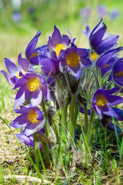 Bahar manzara. Çiçekleri içinde belgili tanımlık vahşi. Bahar çiçek Pulsatilla. Pasque çiçek ya da pasqueflower, Rüzgar çiçek, çayır bitkisi, Paskalya çiçek ve çayır anemone ortak adları dahil. 