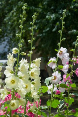 Ebegümeci çiçekler. kıllı kaynaklanıyor, pembe ya da mor çiçekler ve disk şeklinde meyve otsu bir bitki. Birkaç tür süsbitkileri yetiştirilen ve bazı yemeklik.