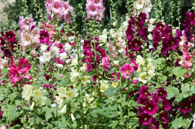 Ebegümeci çiçekler. kıllı kaynaklanıyor, pembe ya da mor çiçekler ve disk şeklinde meyve otsu bir bitki. Birkaç tür süsbitkileri yetiştirilen ve bazı yemeklik.