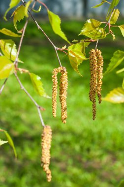 Arka plan resmi, bahar peyzaj, ağaçlar ilk yaprak dokusu