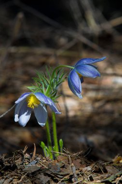 Bahar manzara. Çiçekleri içinde belgili tanımlık vahşi. Bahar çiçek Pulsatilla. Pasque çiçek ya da pasqueflower, Rüzgar çiçek, çayır bitkisi, Paskalya çiçek ve çayır anemone ortak adları dahil. 