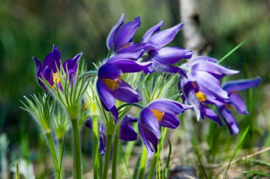 Bahar manzara. Çiçekleri içinde belgili tanımlık vahşi. Bahar çiçek Pulsatilla. Pasque çiçek ya da pasqueflower, Rüzgar çiçek, çayır bitkisi, Paskalya çiçek ve çayır anemone ortak adları dahil. 