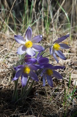 Bahar manzara. Çiçekleri içinde belgili tanımlık vahşi. Bahar çiçek Pulsatilla. Pasque çiçek ya da pasqueflower, Rüzgar çiçek, çayır bitkisi, Paskalya çiçek ve çayır anemone ortak adları dahil. 