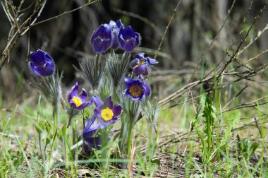 Bahar manzara. Çiçekleri içinde belgili tanımlık vahşi. Bahar çiçek Pulsatilla. Pasque çiçek ya da pasqueflower, Rüzgar çiçek, çayır bitkisi, Paskalya çiçek ve çayır anemone ortak adları dahil. 