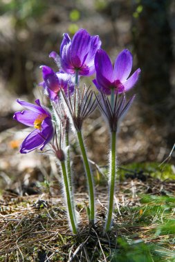Bahar manzara. Çiçekleri içinde belgili tanımlık vahşi. Bahar çiçek Pulsatilla. Pasque çiçek ya da pasqueflower, Rüzgar çiçek, çayır bitkisi, Paskalya çiçek ve çayır anemone ortak adları dahil. 