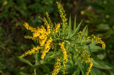 Solidago, goldenrods, yaygın olarak adlandırılan bir tür Aster, bitki ailesindeki çiçekli bitki cinsidir. Bunların çoğu çok yıllık otsu türler açık yerlerde bulundu