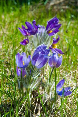 Bahar manzara. Çiçekleri içinde belgili tanımlık vahşi. Bahar çiçek Pulsatilla. Pasque çiçek ya da pasqueflower, Rüzgar çiçek, çayır bitkisi, Paskalya çiçek ve çayır anemone ortak adları dahil. 