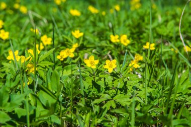 Anemon sarı orman çiçek çiçekli bitkiler buttercup ailesinin ılıman bölgelerde yerel yaklaşık 200 türü bir cinsidir.