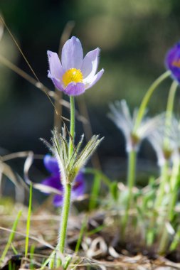 Bahar manzara. Çiçekleri içinde belgili tanımlık vahşi. Bahar çiçek Pulsatilla. Pasque çiçek ya da pasqueflower, Rüzgar çiçek, çayır bitkisi, Paskalya çiçek ve çayır anemone ortak adları dahil. 