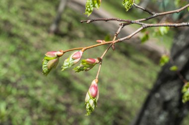 Arka plan resmi, bahar peyzaj, ağaçlar ilk yaprak dokusu