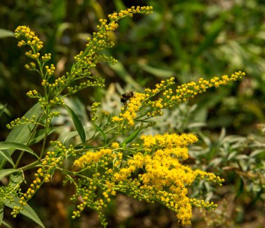 Solidago, goldenrods, yaygın olarak adlandırılan bir tür Aster, bitki ailesindeki çiçekli bitki cinsidir. Bunların çoğu çok yıllık otsu türler açık yerlerde bulundu