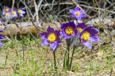 Bahar manzara. Çiçekleri içinde belgili tanımlık vahşi. Bahar çiçek Pulsatilla. Pasque çiçek ya da pasqueflower, Rüzgar çiçek, çayır bitkisi, Paskalya çiçek ve çayır anemone ortak adları dahil. 